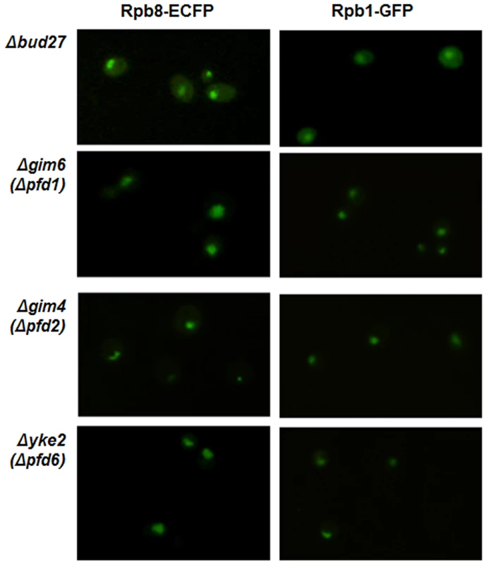 RNA pol I, II, and III nuclear localization is independent of the chaperone prefoldin (PFD) complex.