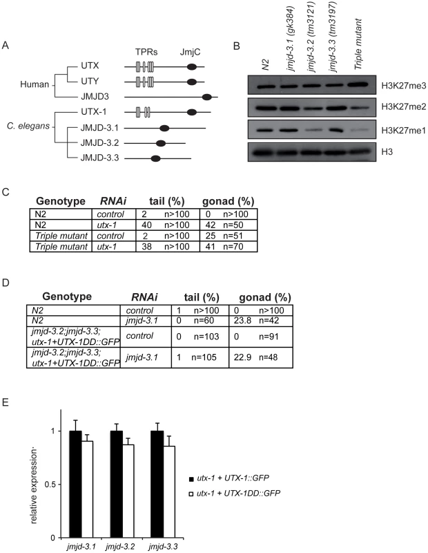 KDM6 family in <i>C. elegans</i>.