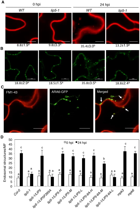 Pathogen-induced vesicle trafficking.