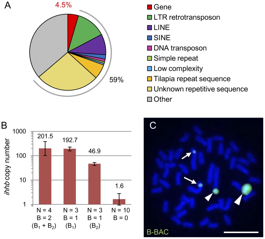 The presence of several protein-coding genes derived from chromosome 1 in B chromosomes.