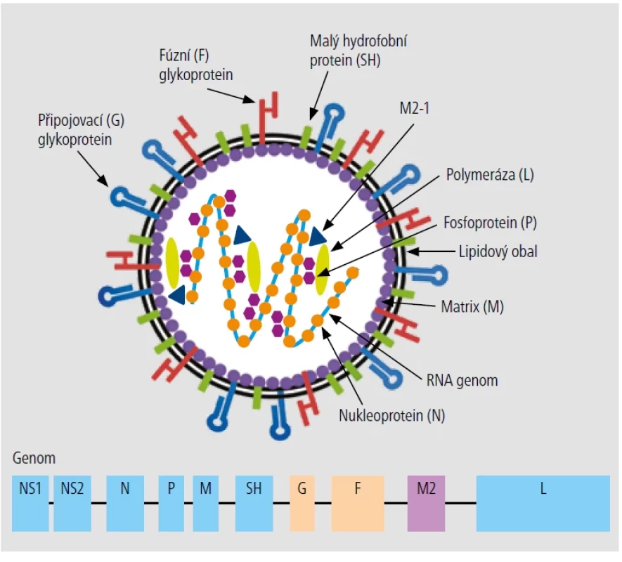 Struktura RS viru. [Upraveno podle: Mejias A, et al. The journey to a respiratory syncytial virus vaccine. Ann Allergy Asthma Immunol. 2020;125(1):36–46. doi: 10.1016/j.anai.2020.03.017.]