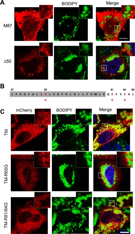Identification of spastin LD-targeting motif.