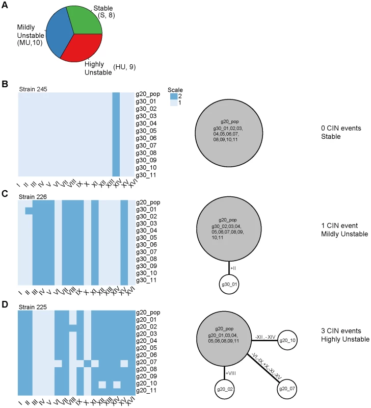 Determination of karyotype changes in aneuploid strain populations.