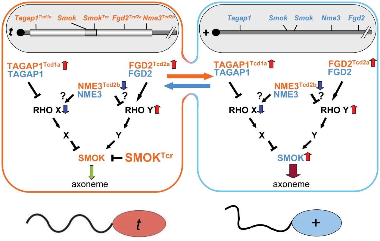 Model of the role of NME3 in <i>t</i>-haplotype transmission ratio distortion.