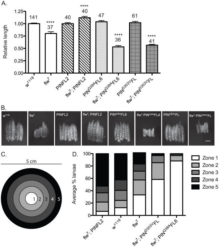 Moderately elevated expression of wild-type PINCH rescues the size and motility defects of <i>flw<sup>7</sup></i> mutants.