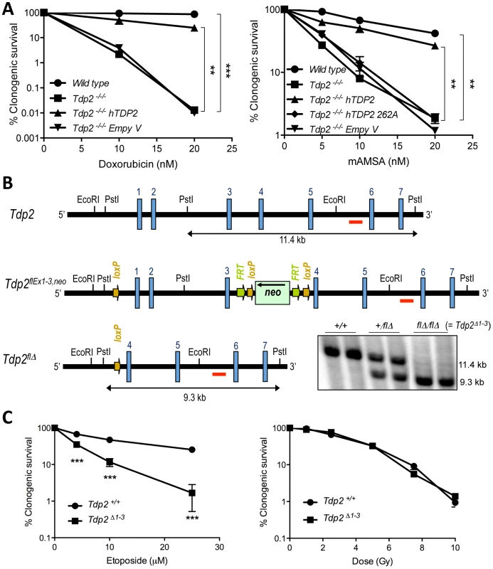 TDP2 promotes survival following TOP2-induced DSBs.