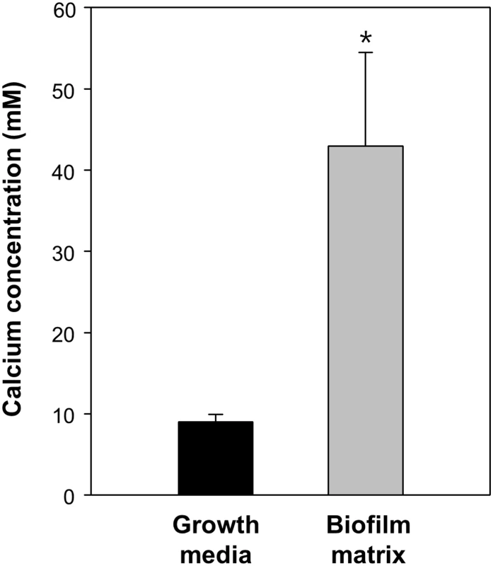 Calcium accumulation in the biofilm matrix.