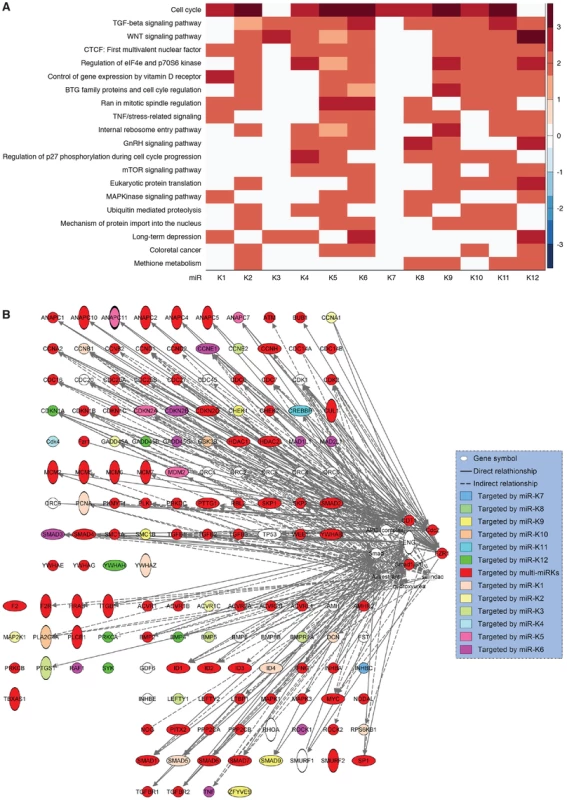 KSHV miRs preferentially target cancer-related pathways.