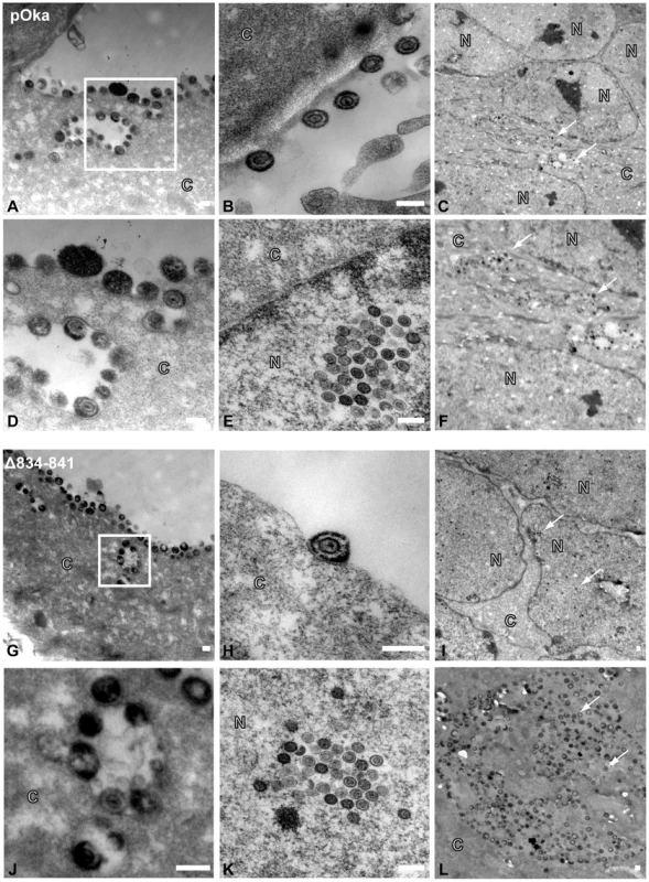 Truncation of the gHcyt does not affect VZV particle formation or egress.