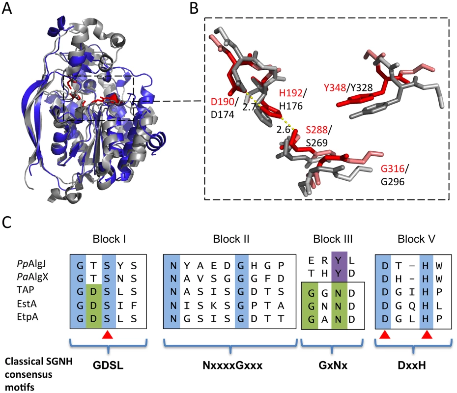 Architecture of the proposed <i>Pp</i>AlgJ<sub>75–370</sub> active site compared to AlgX.