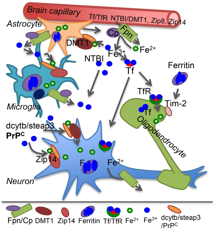 Iron transport in the brain.