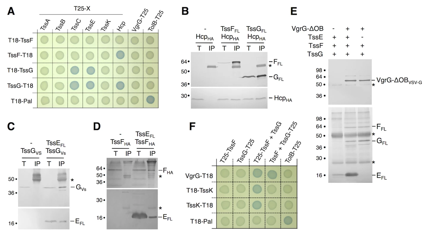TssF and TssG interact with phage-like T6SS components.