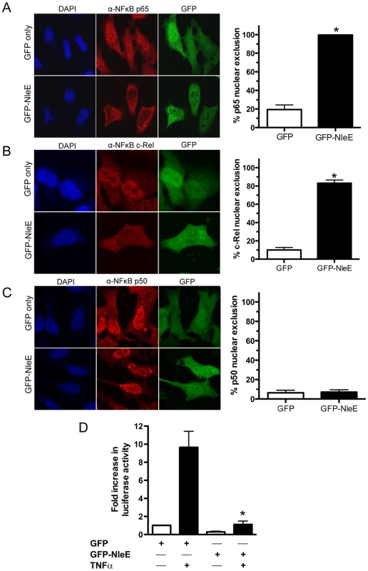 Effect of ectopically expressed NleE on NF-κB activation.