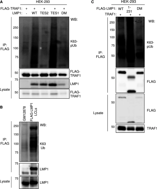 LMP1 TES1 signaling is important for K63-linked pUb chain attachment to TRAF1 and LMP1 complexes.