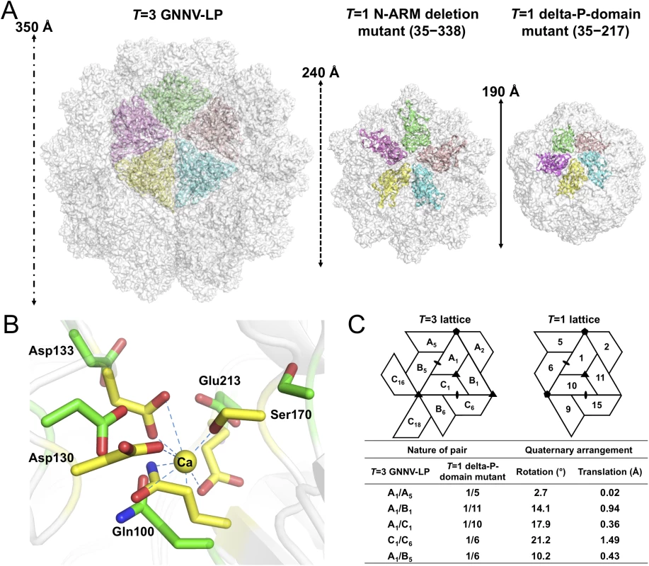 <i>T</i> = 1 SVPs of GNNV.