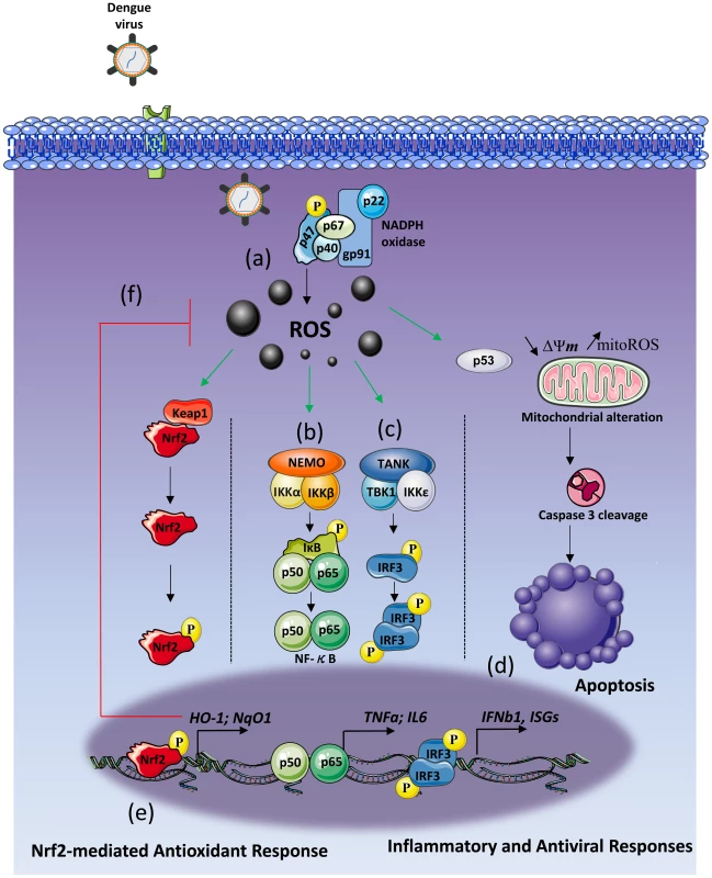Schematic of DENV induces NOX-dependent ROS production required for antiviral and apoptotic responses.