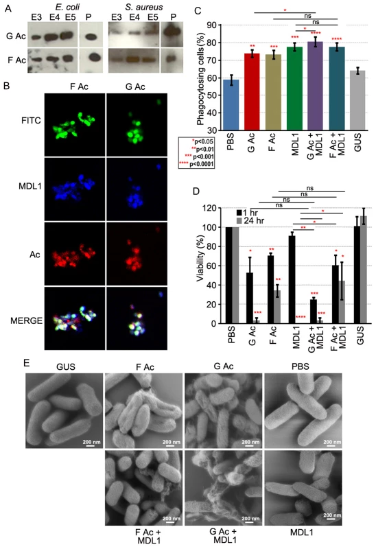 Globular and filamentous actin display different immune properties.