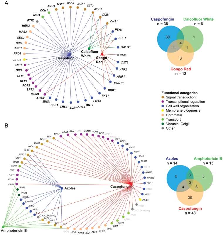 Classification of <i>C. glabrata</i> chemogenetic profiles.