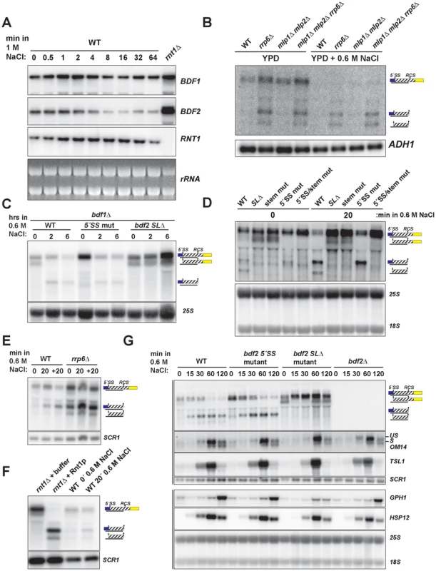 Hyper-activation of Rnt1p cleavage of <i>BDF2</i> mRNA in osmotic stress.