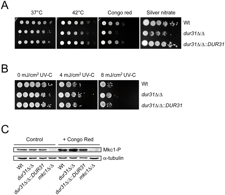 Dur31 contributes to cell wall integrity.