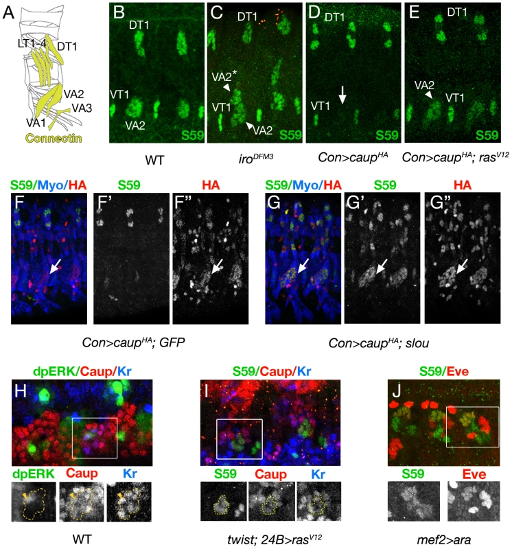 Ras/MAPK modulates the transcriptional activity of Caup on <i>slou</i> during myogenesis.