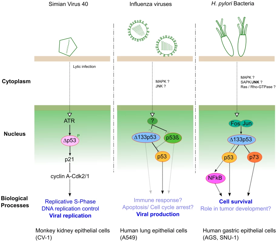Three different pathogens represent three examples of interplay with p53 isoforms during infection.
