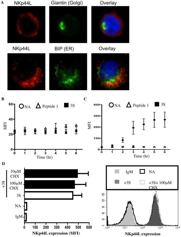 The 3S peptide induces translocation of NKp44L to the cell surface.