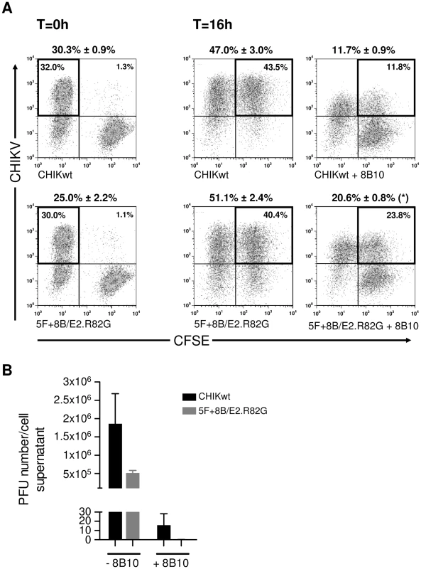 Quantification of CHIKV cell-to-cell transmission.