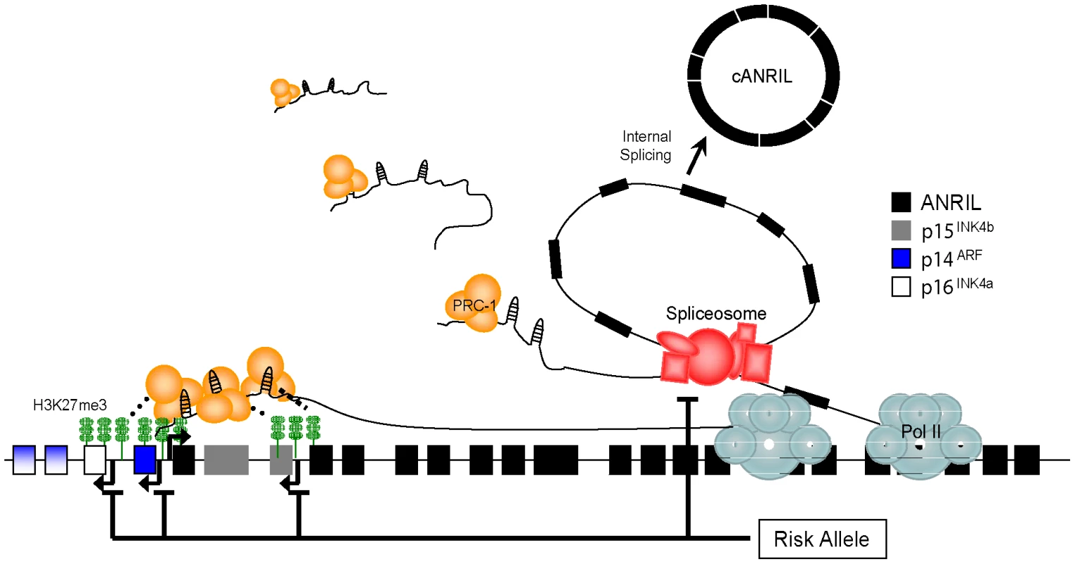 Model showing how 9p21 polymorphisms influence <i>ANRIL</i> isoform production to modulate <i>INK4/ARF</i> gene transcription.