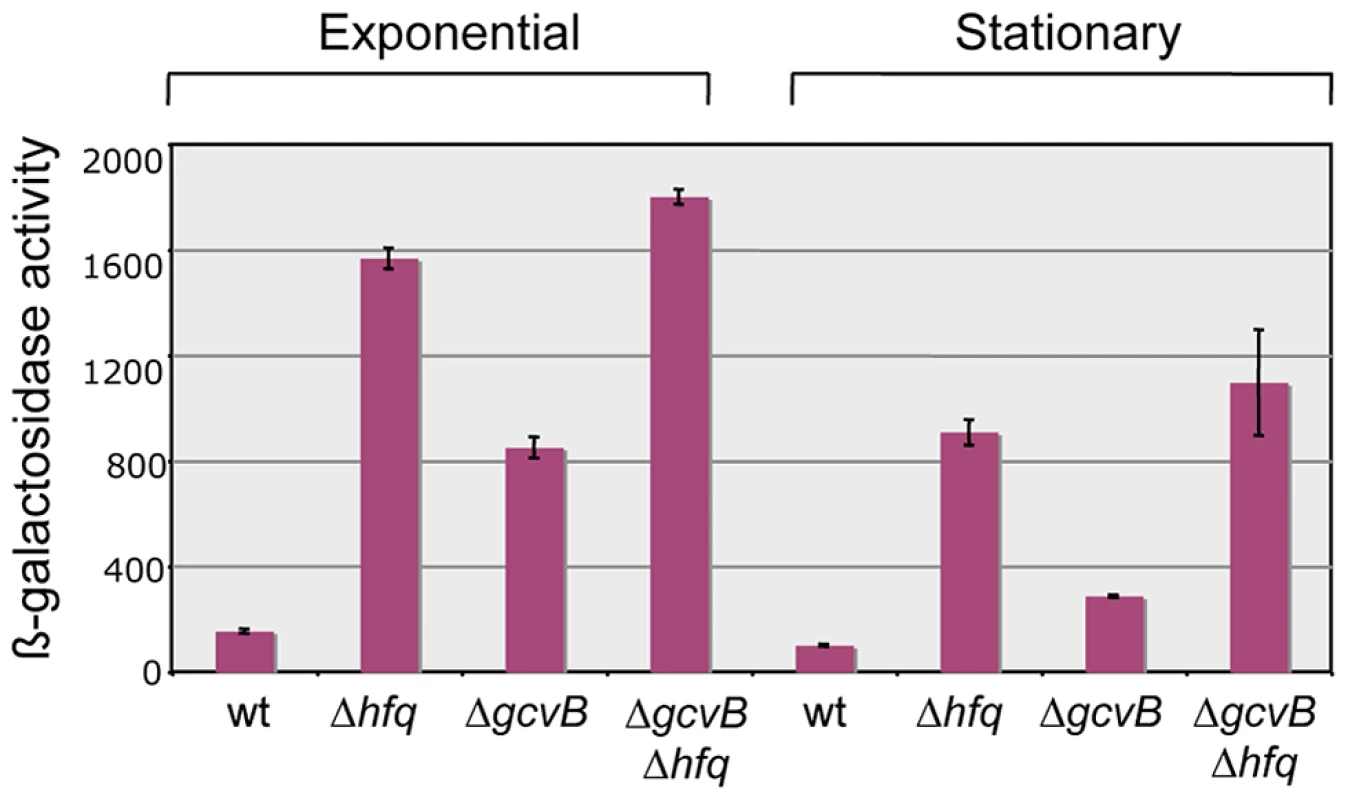 Effect of <i>hfq</i> and <i>gcvB</i> deletions on the expression of a <i>yifK</i>-<i>lacZ</i> fusion.