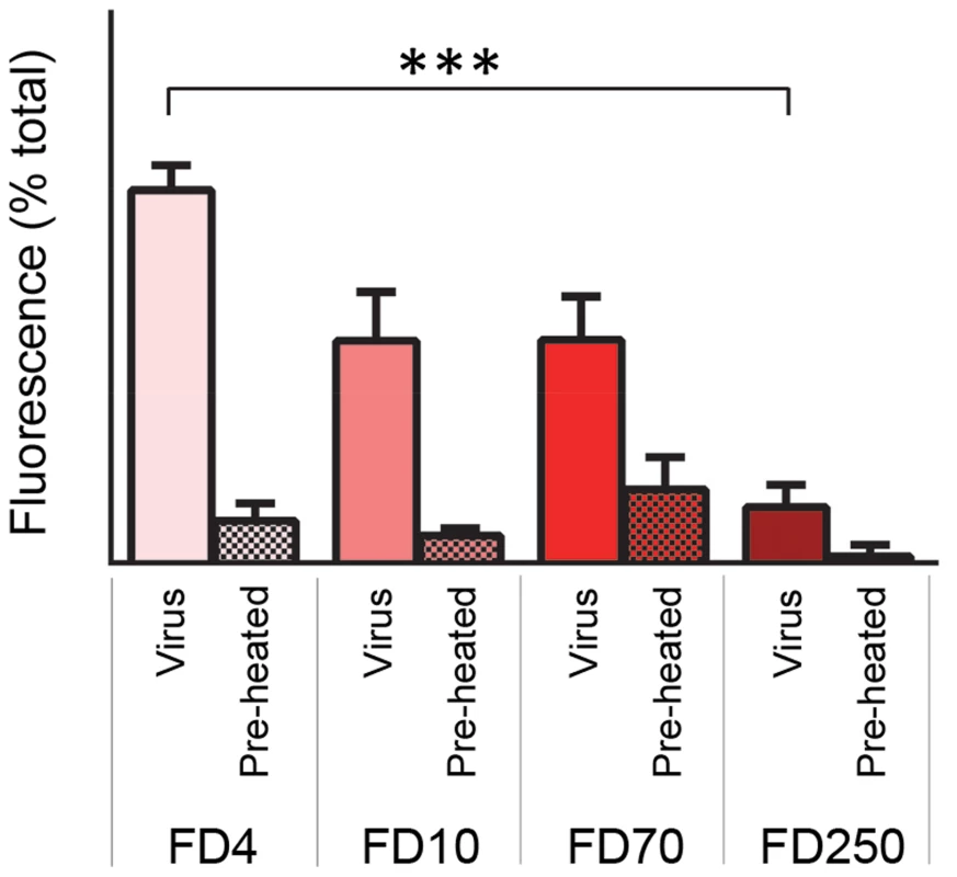 HRV-induced permeability is size-selective.