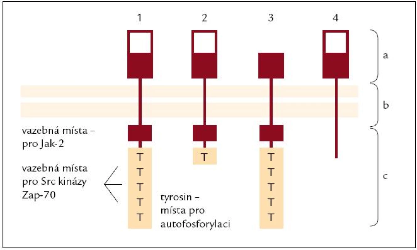 Typy receptoru pro prolaktin (PRL-R).
Lidský PRL-R se vyskytuje ve 4 variantách, které vznikají alternativním splicingem.
PRL-R se skládá ze 3 domén: a) extracelulární; b) transmembránová; c) cytoplazmatická
<ol><li>Dlouhá varianta: Je nejčastější a schopná aktivovat všechny intracelulární cesty, vyskytuje se ve všech lymfatických orgánech (kostní dřeni, lymfatických uzlinách, thymu i slezině) i na leukocytech v cirkulaci.</li>
<li>Střední varianta: Zachována schopnost aktivace intracelulárních cest spojených s JAK-2, omezená schopnost aktivovat Src kinázy. Převážně je exprimována ve slezině, kostní dřeni, omezeně v lymfatických uzlinách (LU) a minimálně v thymu a periferních lymfocytech.</li>
<li>ΔS varianta: Omezená vazba prolaktinu, avšak rychlejší schopnost aktivovat intracelulární cesty. Pouze 1/3 všech PRL-R je tato varianta, vyskytuje se omezeně v LU, slezině, thymu i leukocytech v cirkulaci, minimálně v kostní dřeni.</li>
<li>PRL-BP: PRL-vázající peptid je schopen PRL vázat, nikoli spustit intracelulární cesty. Vyskytuje se sporadicky.</li></ol>