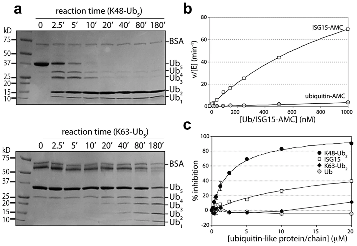 PLpro prefers K48-linked ubiquitin to K63-linked ubiquitin and ISG15 to mono-ubiquitin.