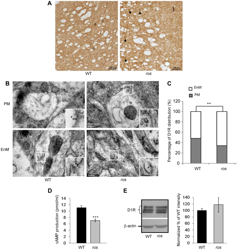 Plasma membrane D1R and its signaling are reduced in <i>ros</i> striatonigral neurons.