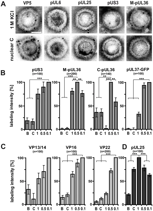 Generation of different HSV1 capsid surfaces during isolation.