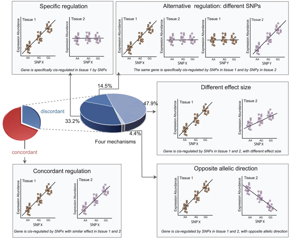 <i>cis</i>-regulation of gene expression between tissues.