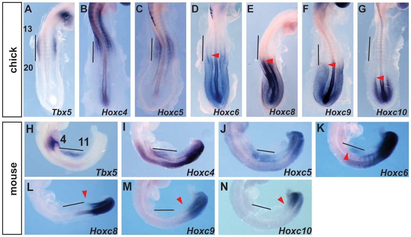Comparison of <i>Tbx5</i> and <i>HoxC</i> gene expression domains.