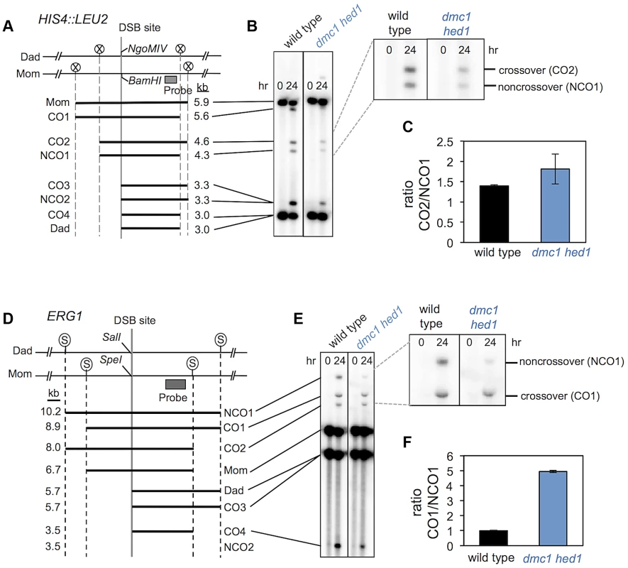 <i>dmc1 hed1</i> strains have elevated crossover/non-crossover ratios at two recombination hotspots.