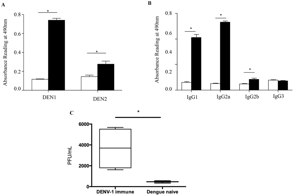 <i>In vitro</i> ELISA and ADE assays with the serum from mice born to DENV1 immune mothers.
