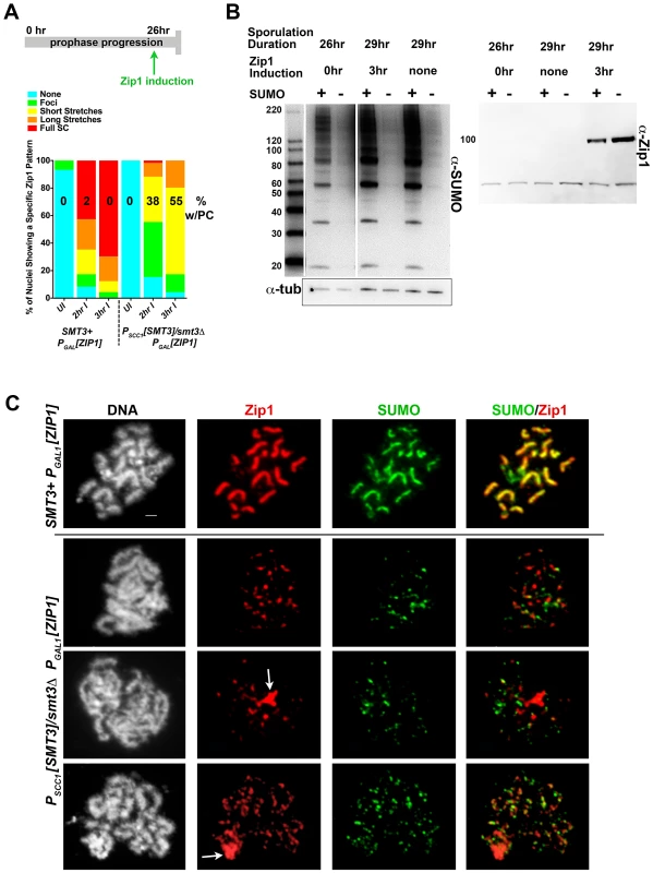 Induced Zip1 assembles full SC stretches in a SUMO-dependent manner.
