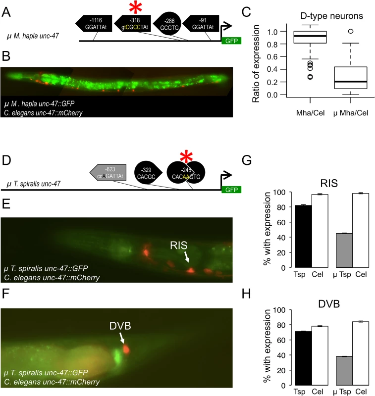 Mutations in putative transcription factor binding sites disrupt <i>cis</i>-regulatory functions.