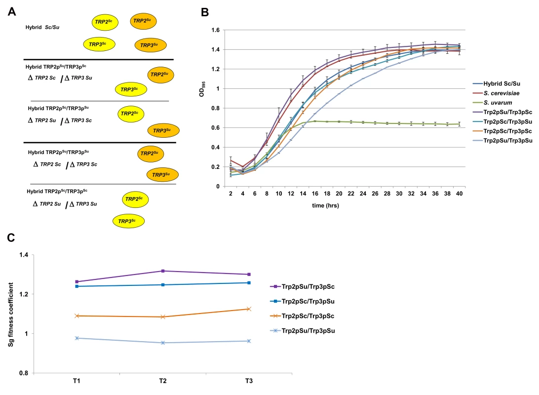 Fitness assays of the engineered <i>Sc/Su</i> hybrids carrying different type of <i>TRP2/TRP3</i> chimeric complexes.