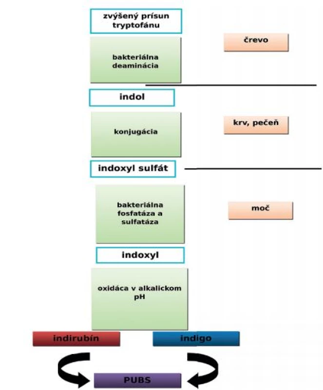 Patogenéza vzniku PUBS (dle 2)