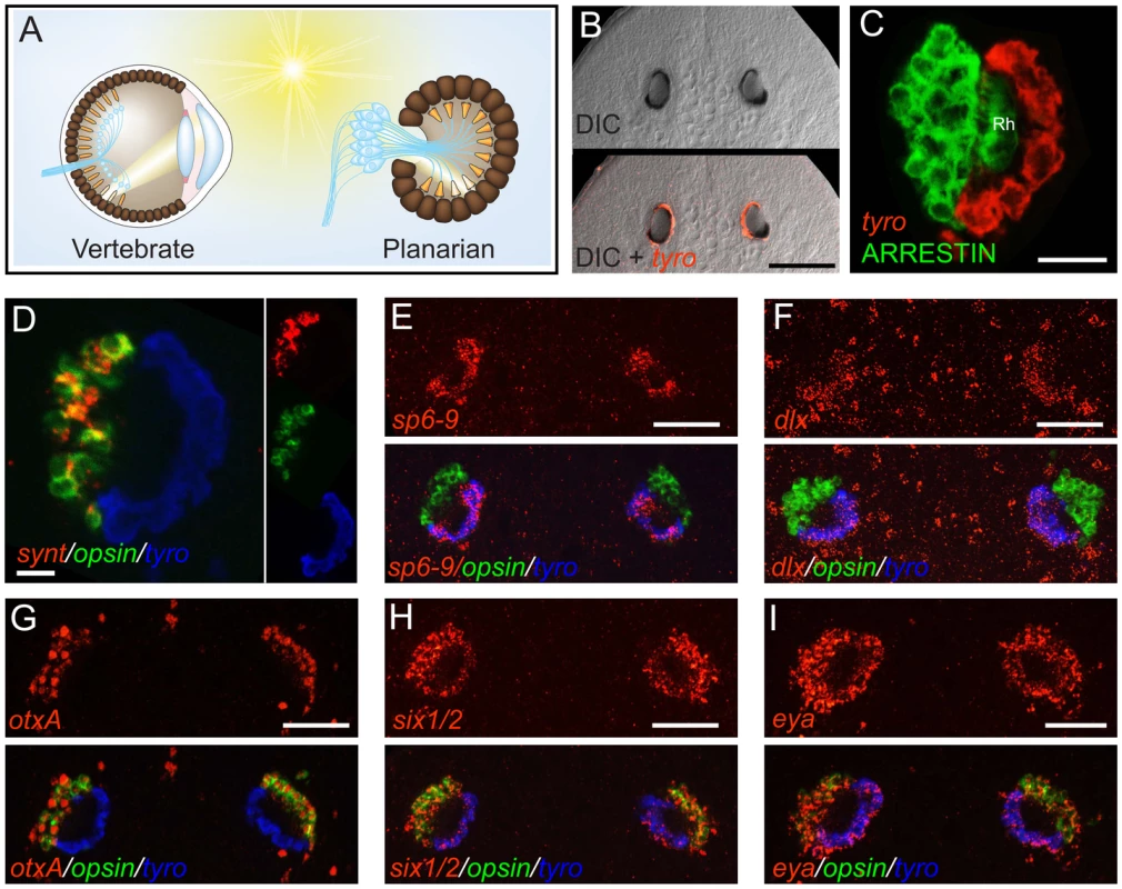 The planarian optic pigment cup expresses <i>dlx</i> and <i>sp6-9</i>.