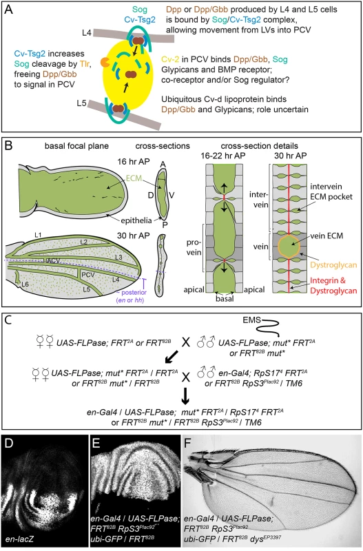 PCV development and the genetic screen.