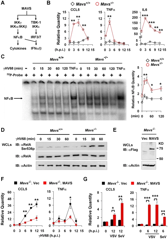 γHV68 abrogates NFκB activation in a MAVS-dependent manner.
