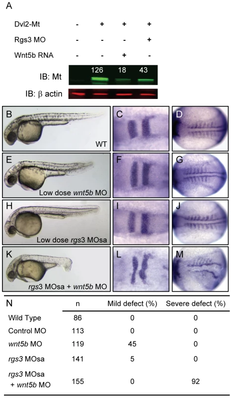 <i>rgs3</i> interacts with the Wnt-signaling network.