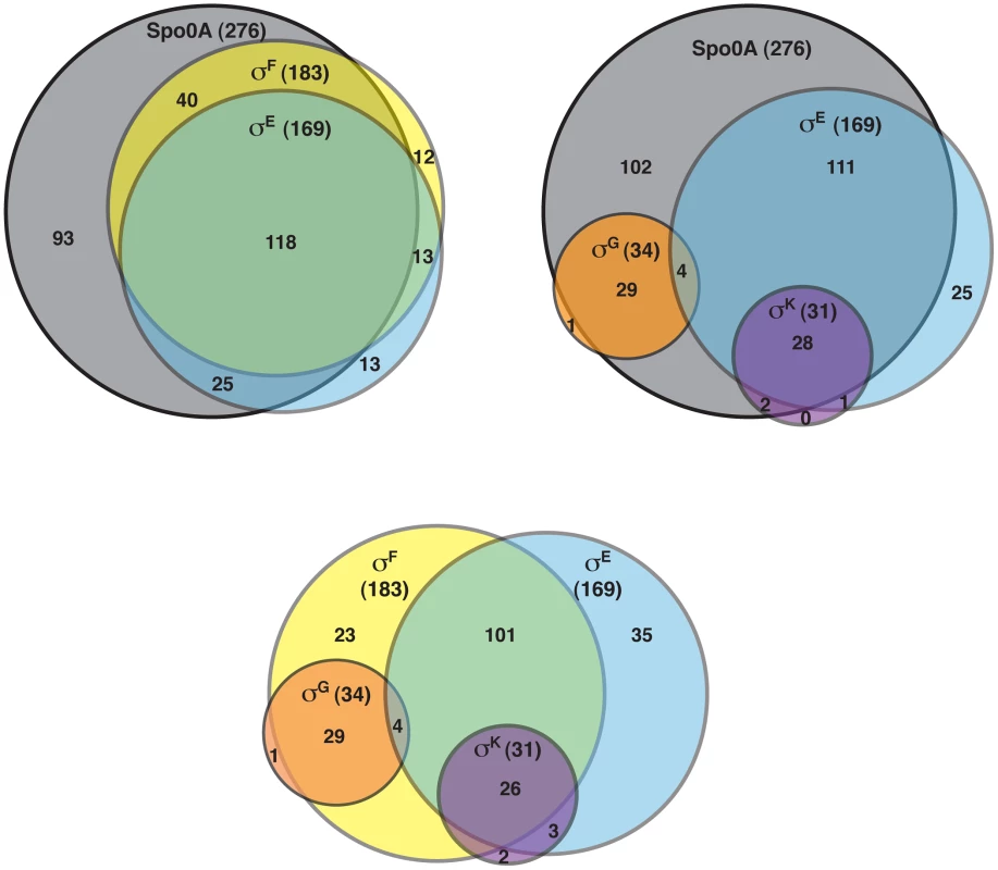 Venn diagram of genes identified as being dependent on either Spo0A, σ<sup>F</sup>-, σ<sup>E</sup>-, σ<sup>G</sup>-, and/or σ<sup>K</sup>-dependent as determined by RNA-Seq.