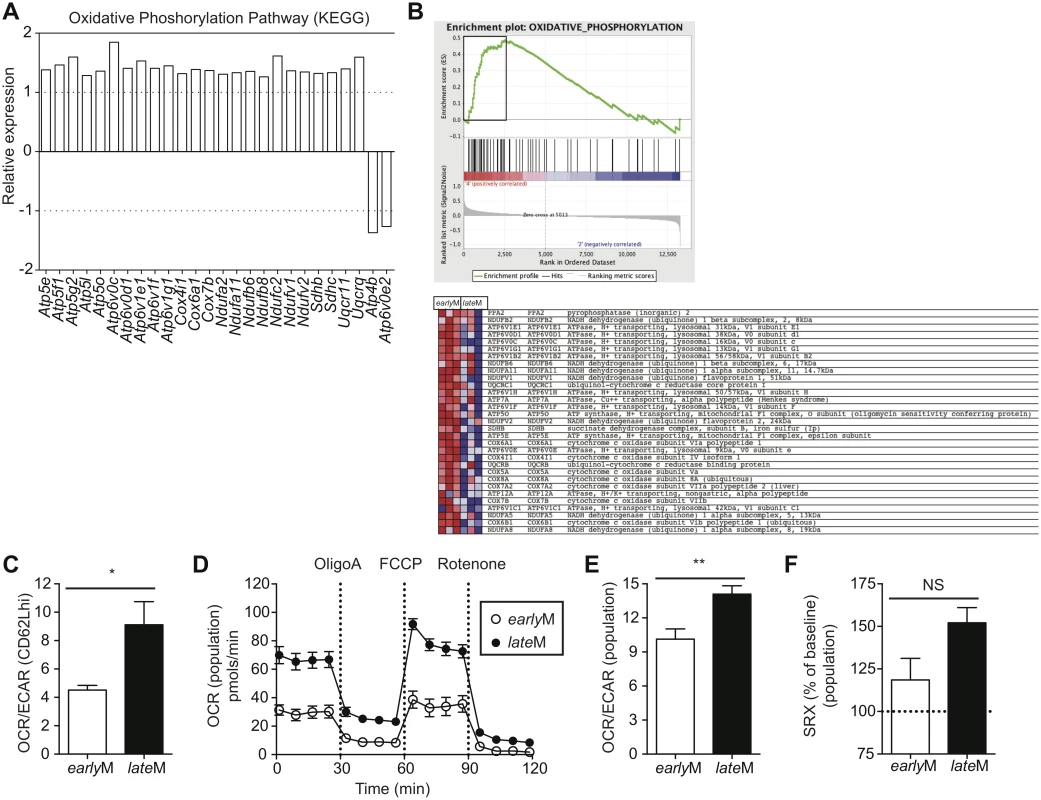 Mitochondrial function of memory CD8 T cells increases with time after infection.