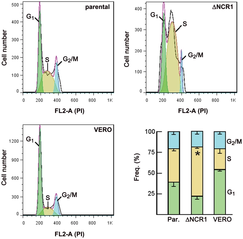 Cell cycle analysis of the ΔNCR1 and parental strains.